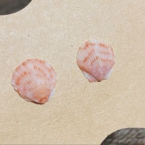 Authentic Real Seashells Earrings Jewelry Pensacola Florida Beach Sea Shells